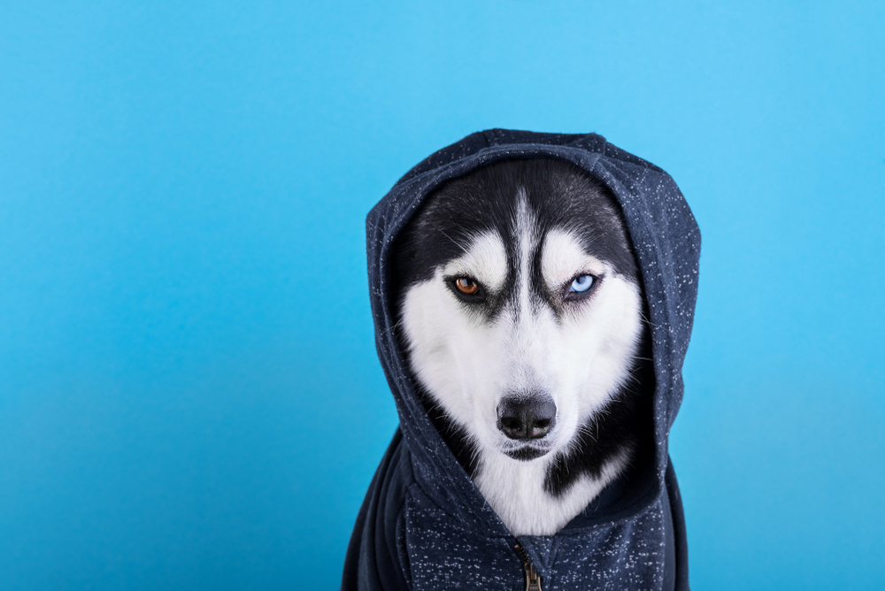 Cool Dog Hoodie With Style