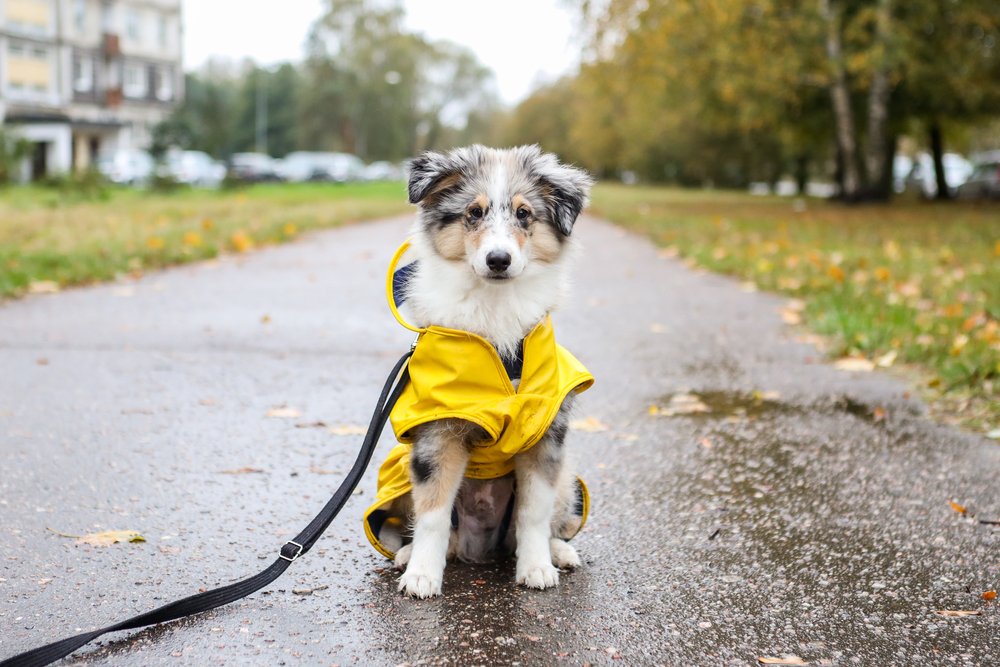 Dog wearing rain coat