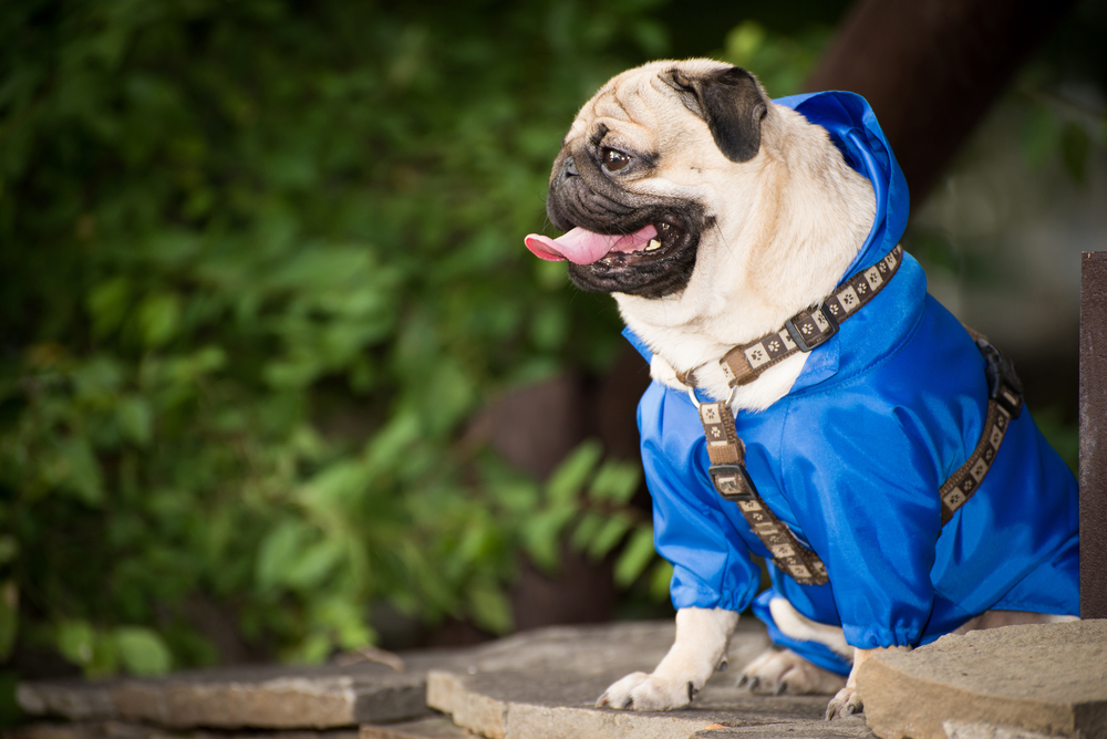Pug wearing Anxiety Buster Jacket